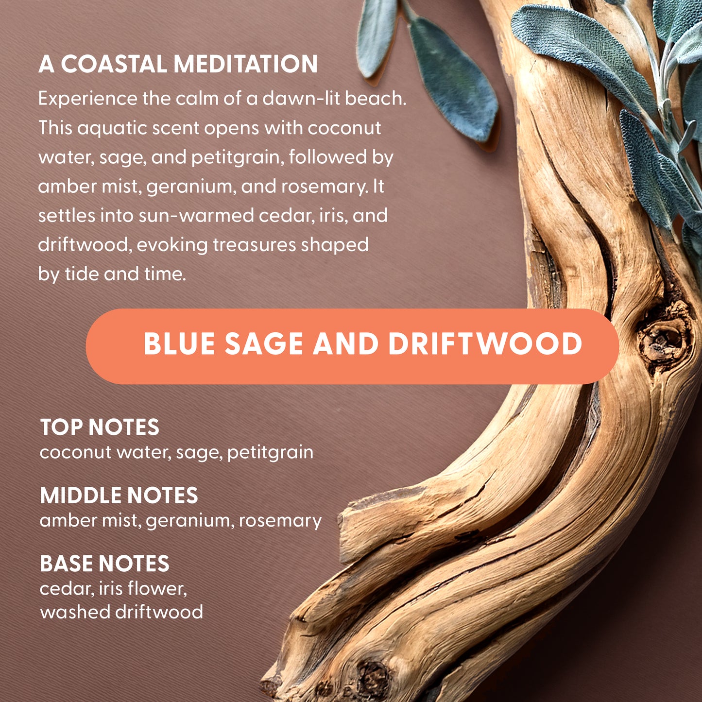 Laundry Pods | Blue Sage and Driftwood - Natural Coastal-Inspired Scent, Eco-Friendly - 60 Count